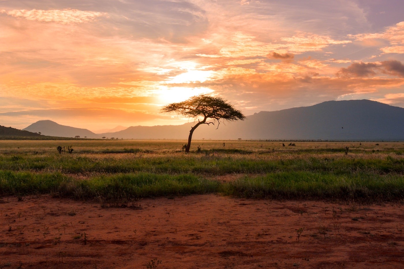 Safári africano com animais na savana